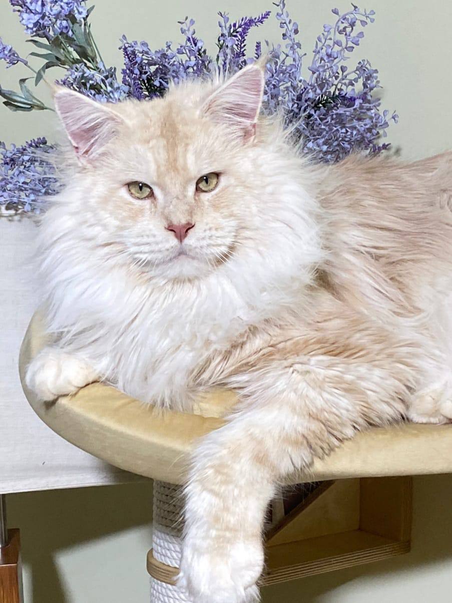 Maine Coon Cat Breed Information - Maine Coon History, Aesthetics, Care and Personality Traits