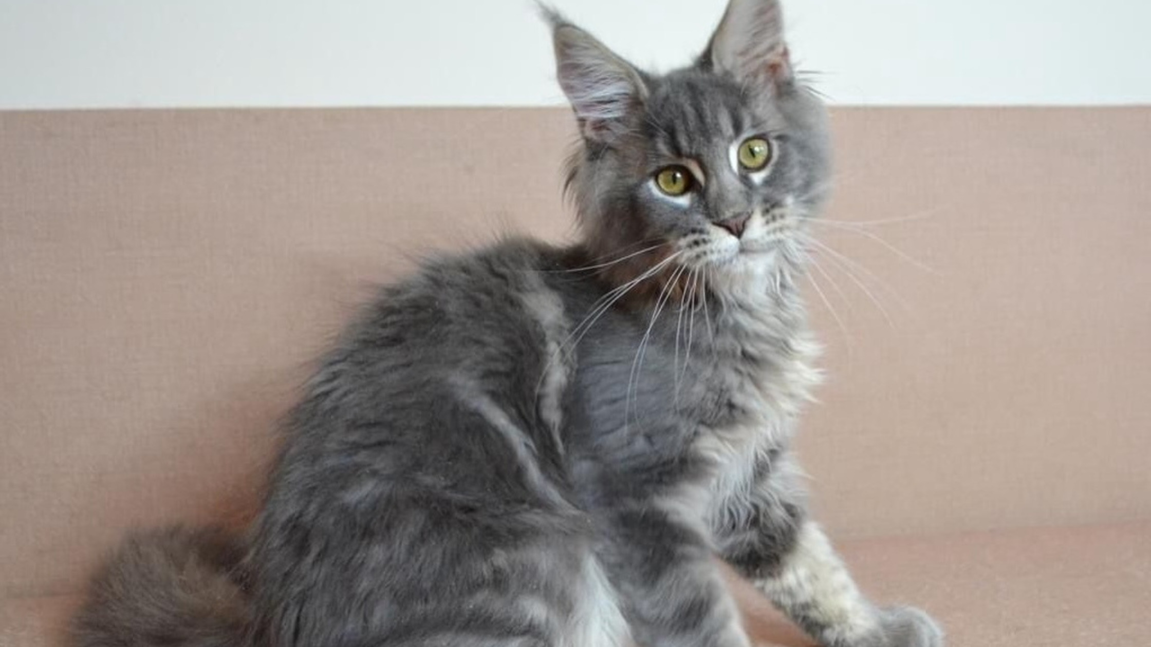 European Maine Coon Kittens