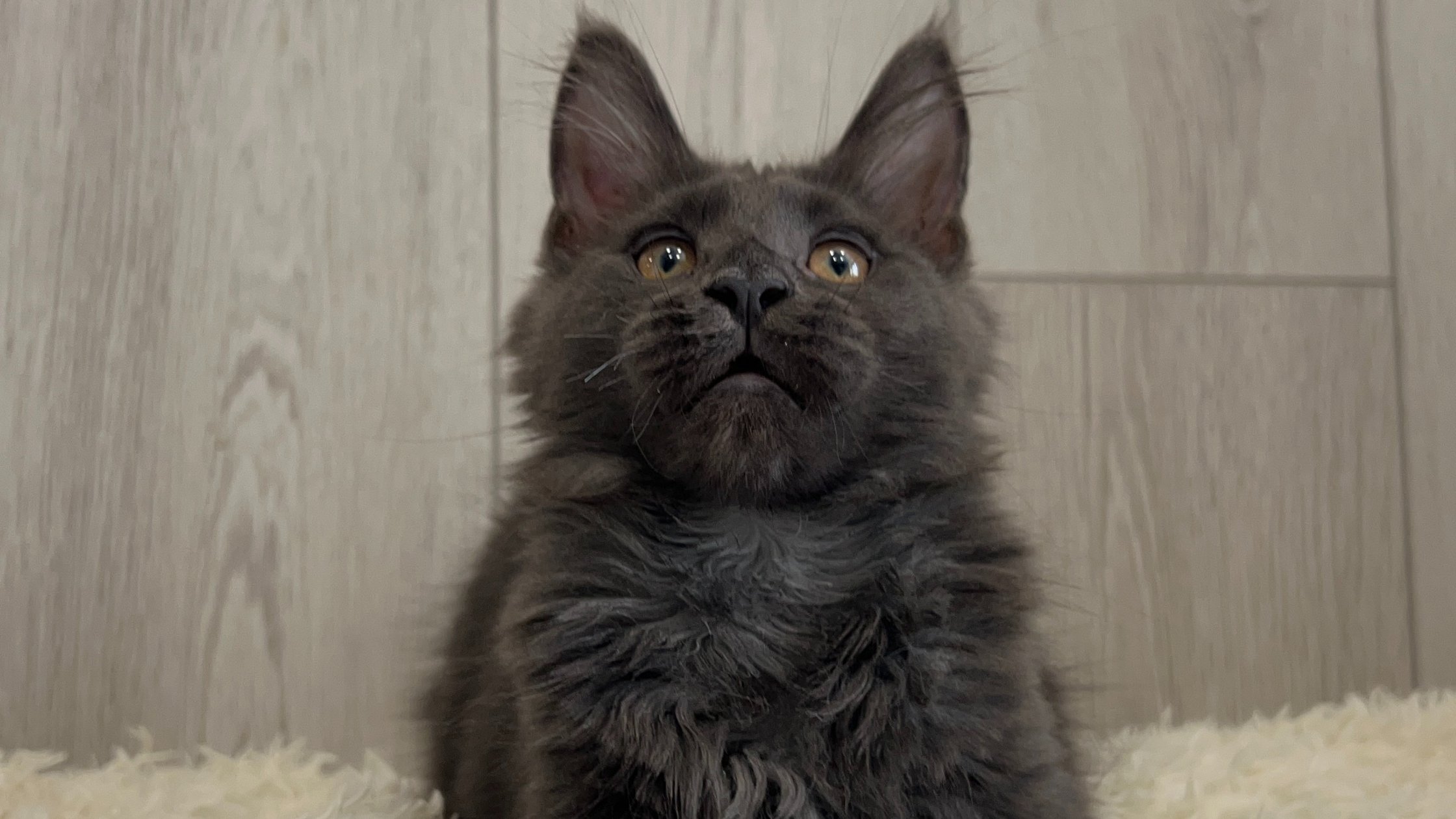 European Maine Coon Kittens