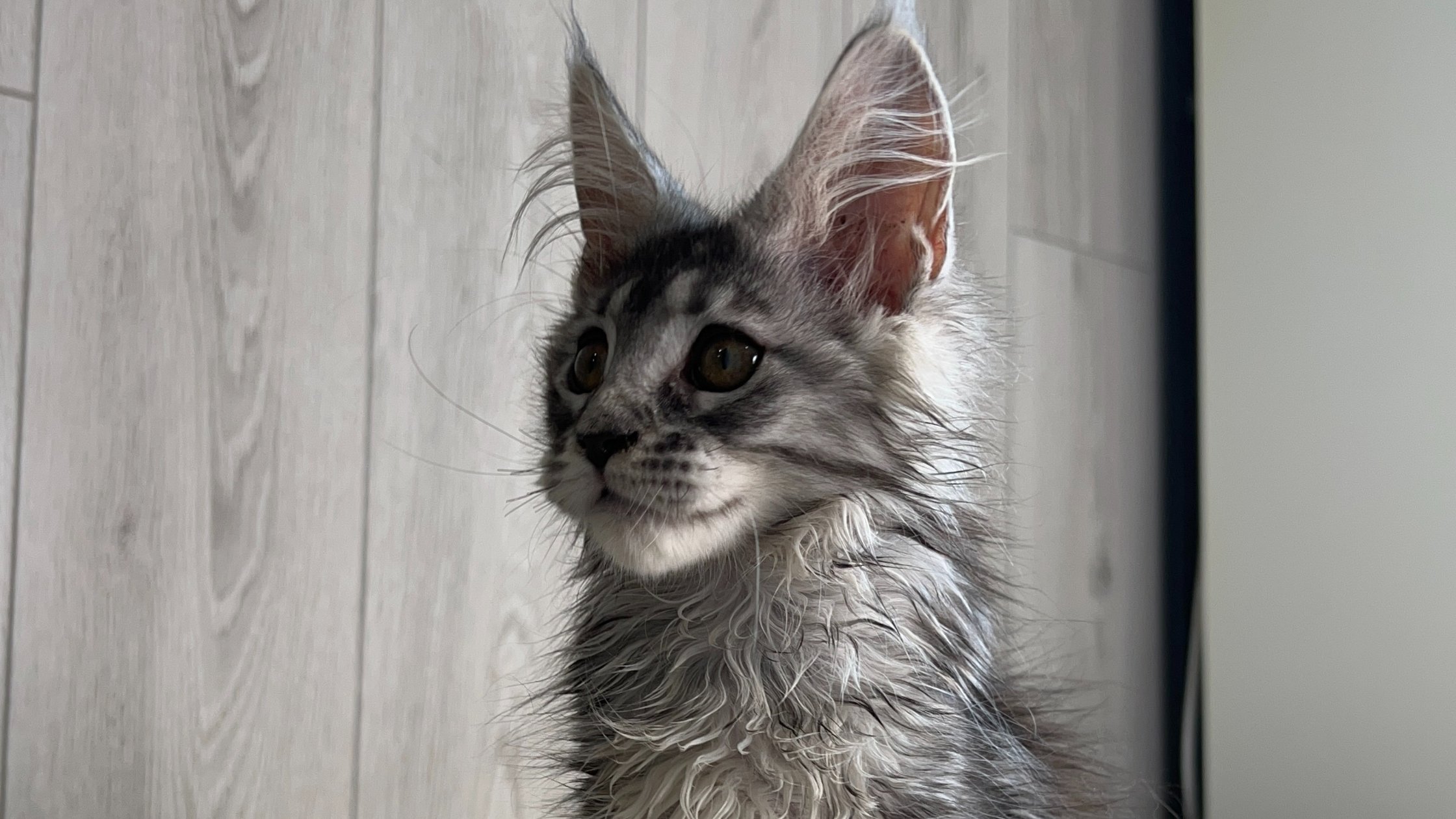 European Maine Coon Kittens