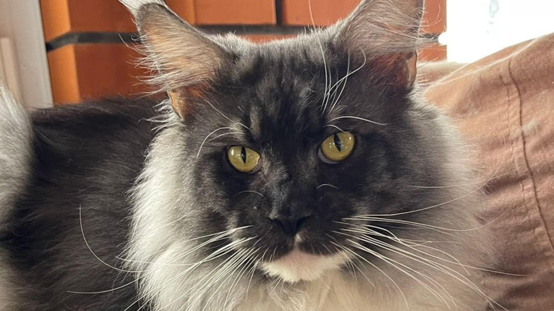 European Maine Coon Kittens