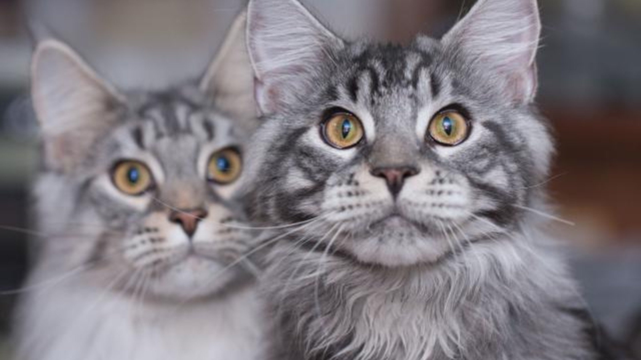 European Maine Coon Cats