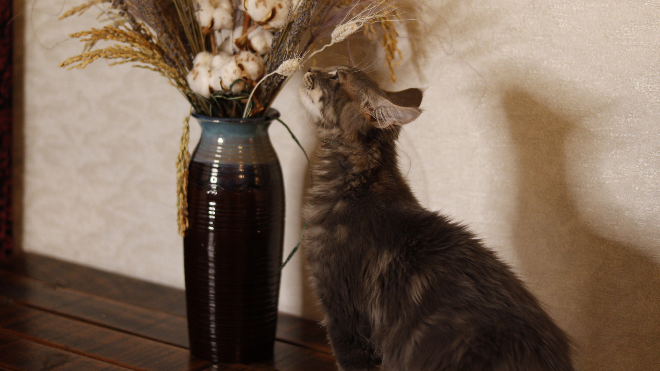 European Maine Coon Kittens