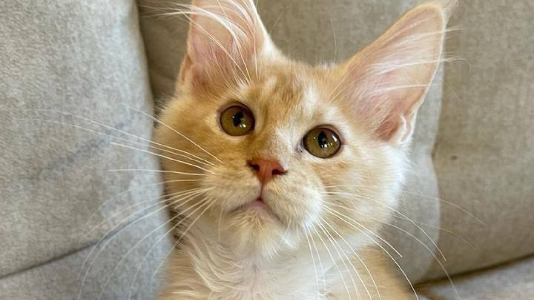 European Maine Coon Kittens