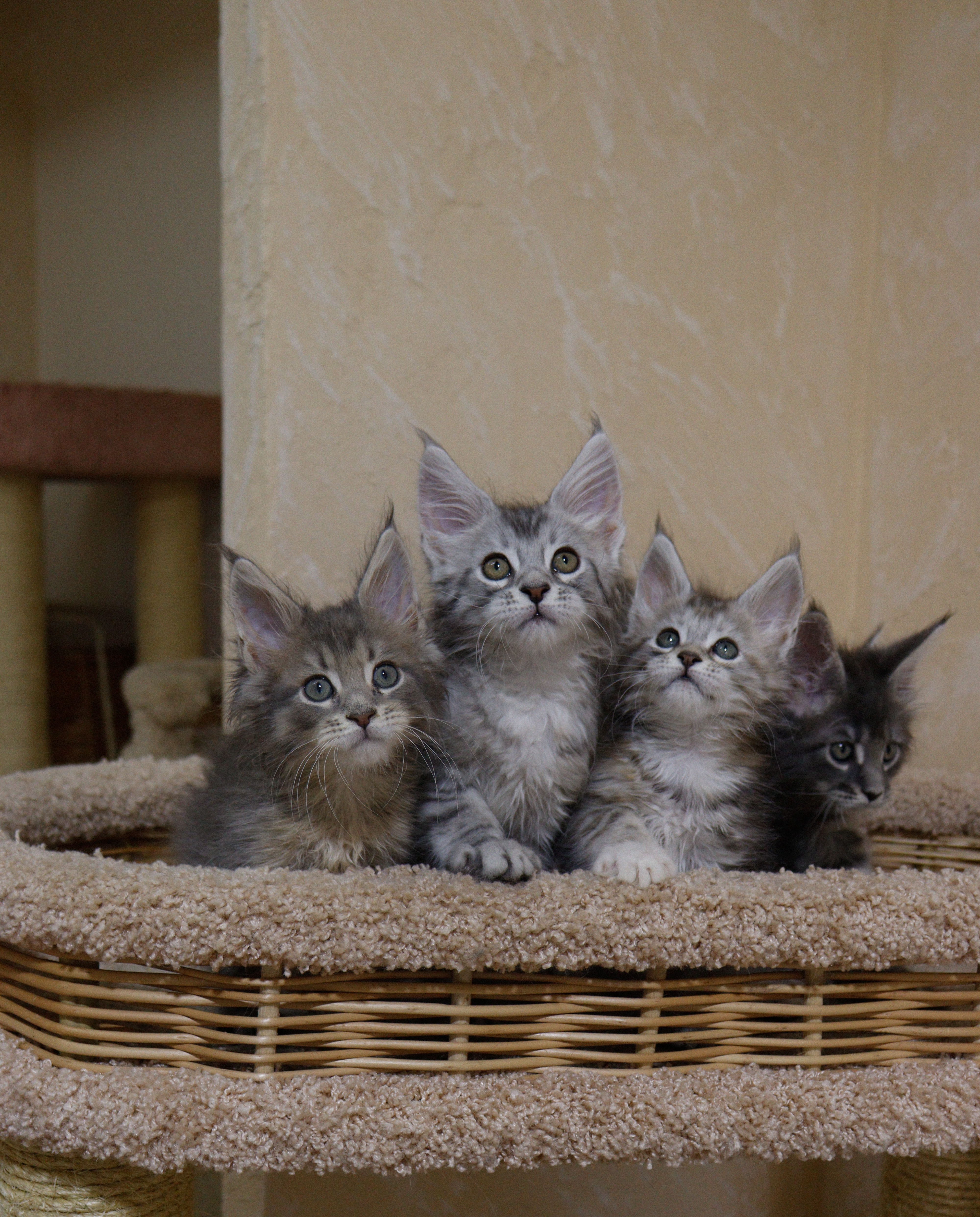 Maine Coon Cats